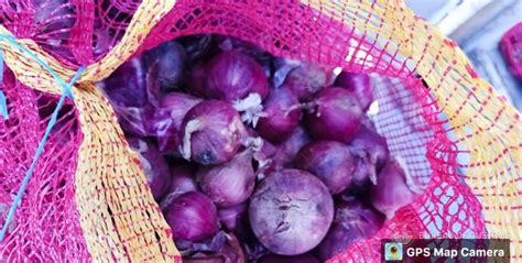 Pulang sibuyas, P300 per kilo na .